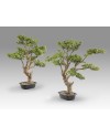 SOKAN - BONSAI 81CM